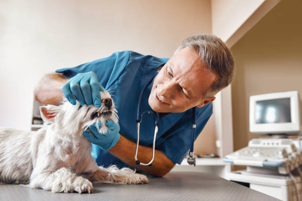 Best Mobile Emergency Dentist in La Paloma, TX